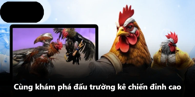 Cùng khám phá đấu trường kê chiến đỉnh cao
