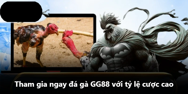 Tham gia ngay đá gà GG88 với tỷ lệ cược cao