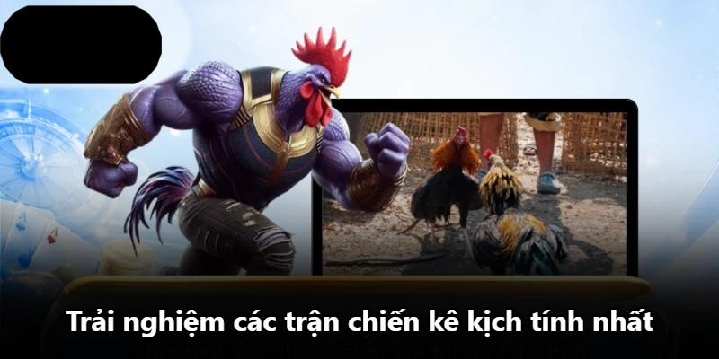 Trải nghiệm các trận chiến kê kịch tính nhất